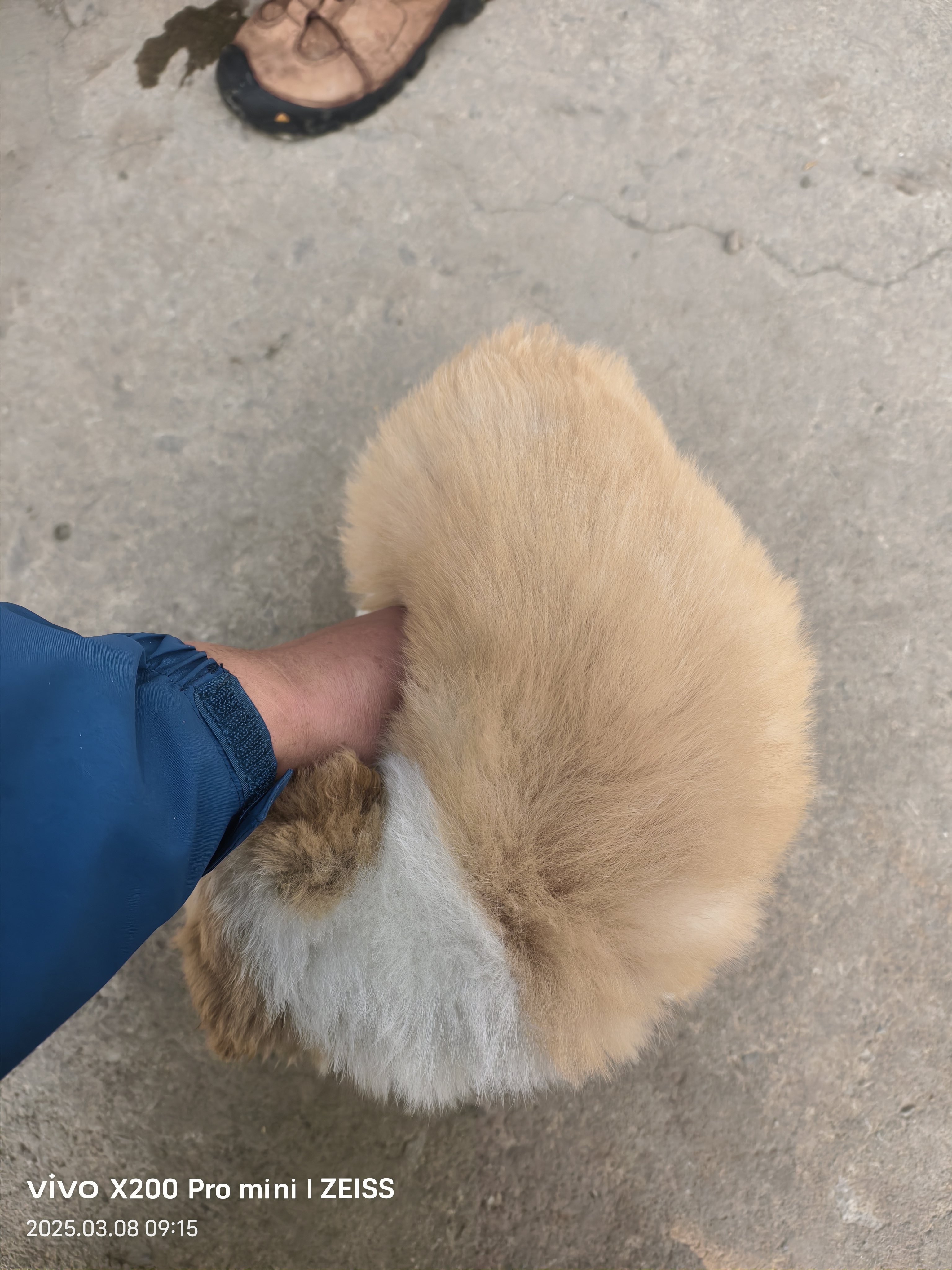 边境牧羊犬